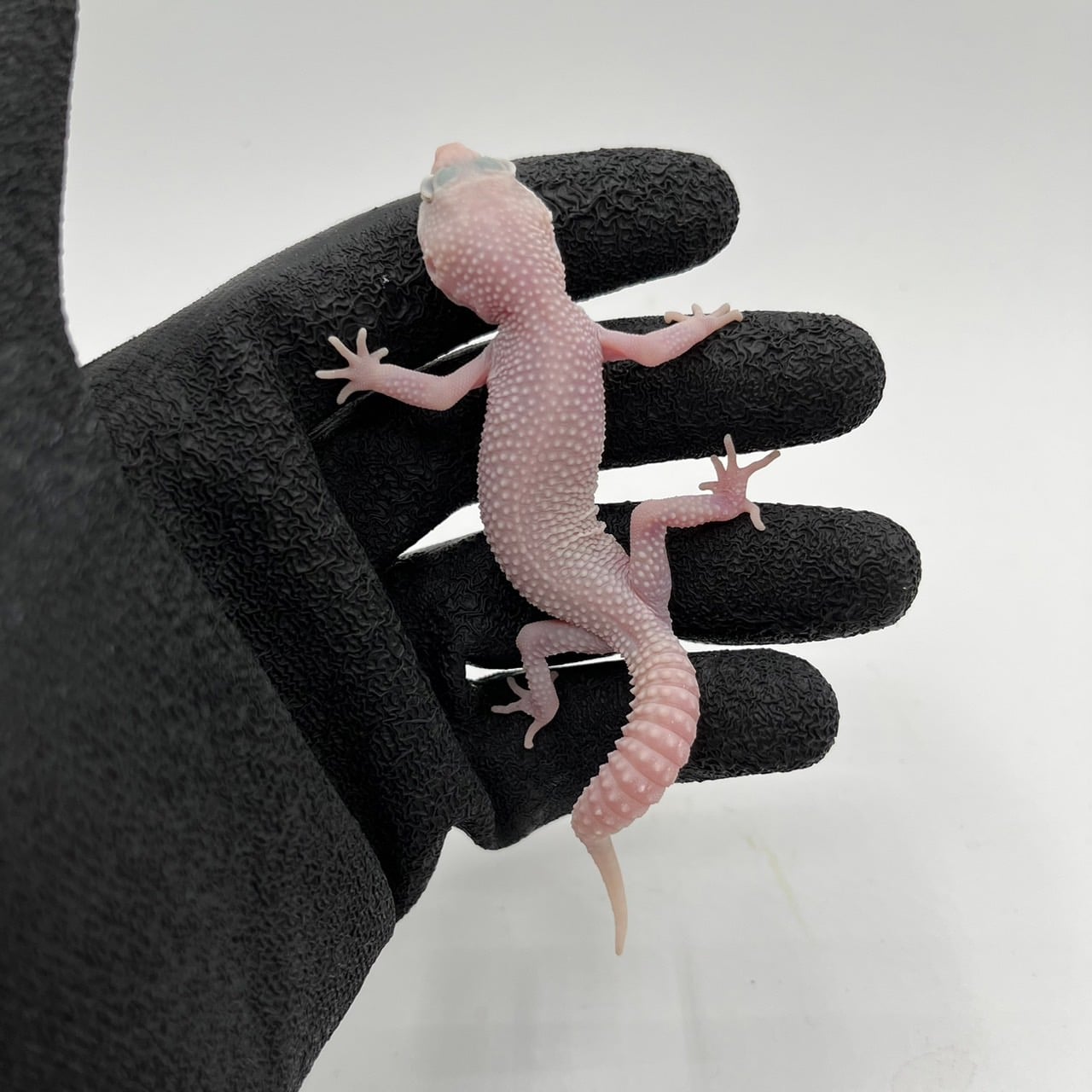 ヒョウモントカゲモドキ スノーディアブロブランコ