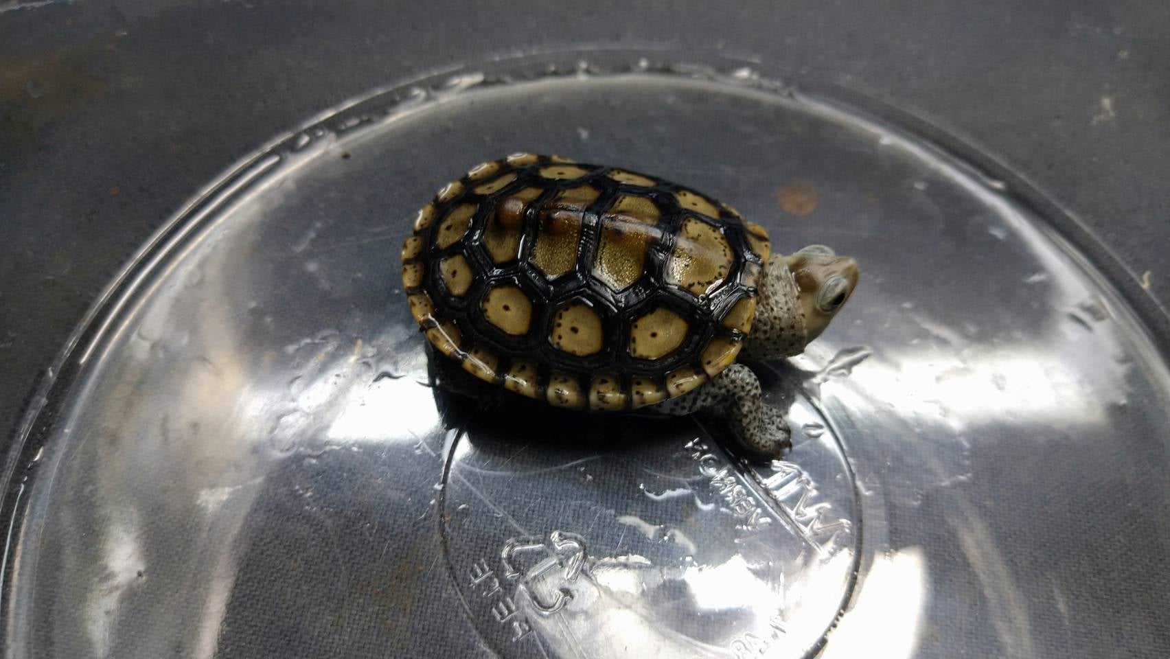 ダイヤモンドバックテラピン オルナータ