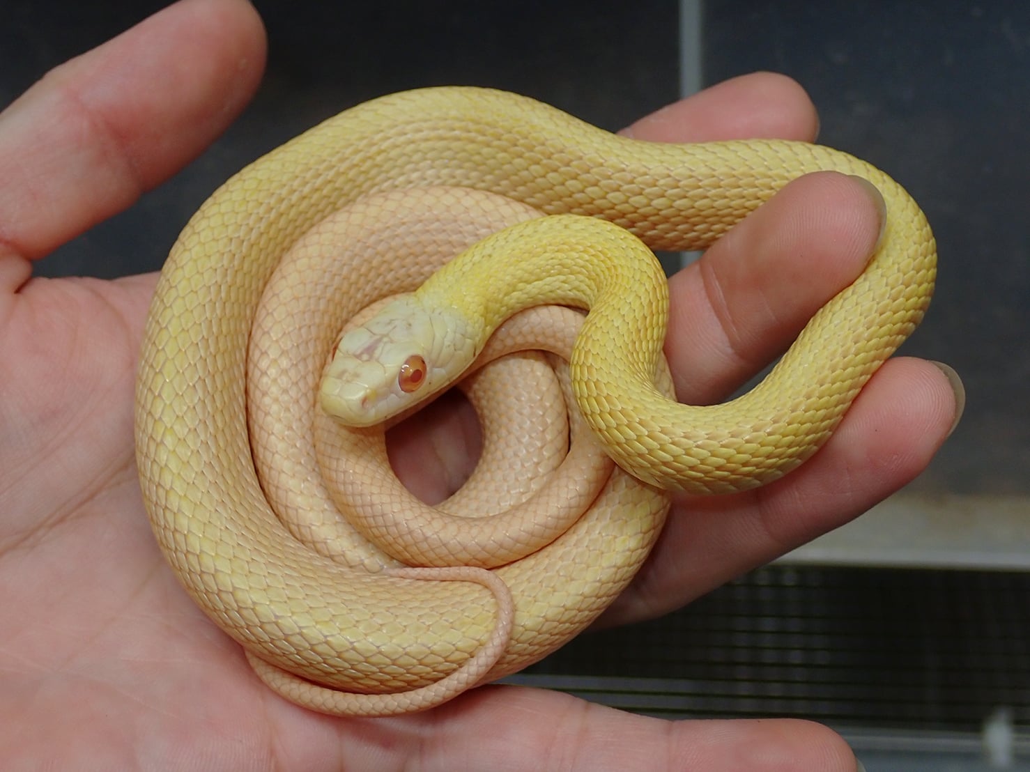アオダイショウ アルビノパターンレス
