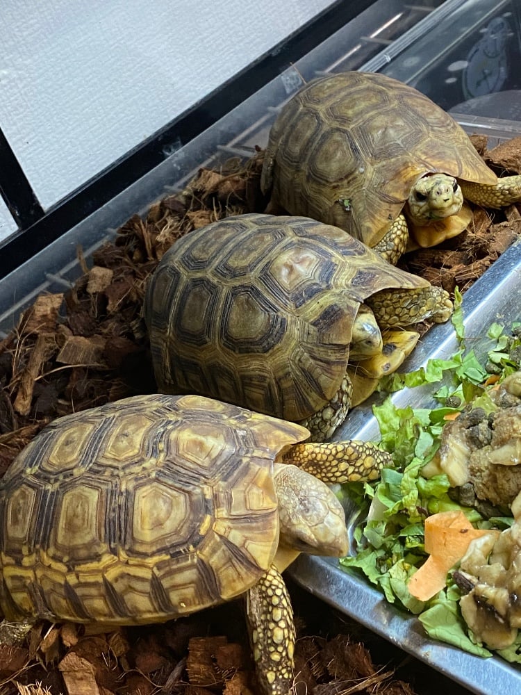 ニシベルセオレガメ 