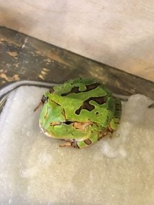 ツノガエル グリーン