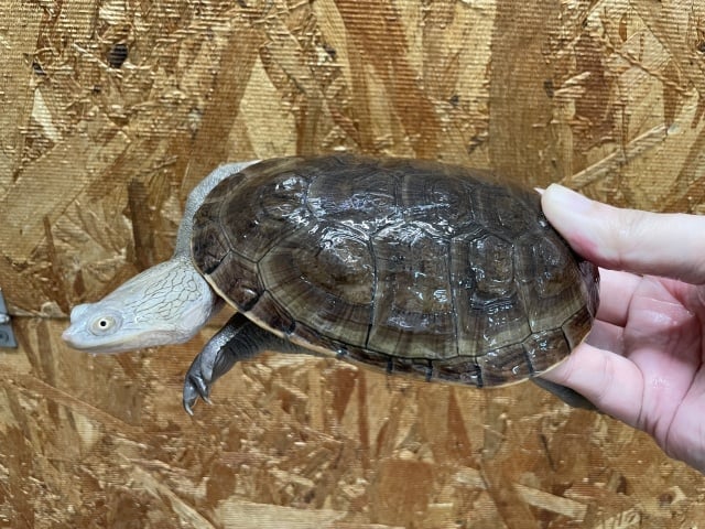 ジーベンロックナガクビガメ 