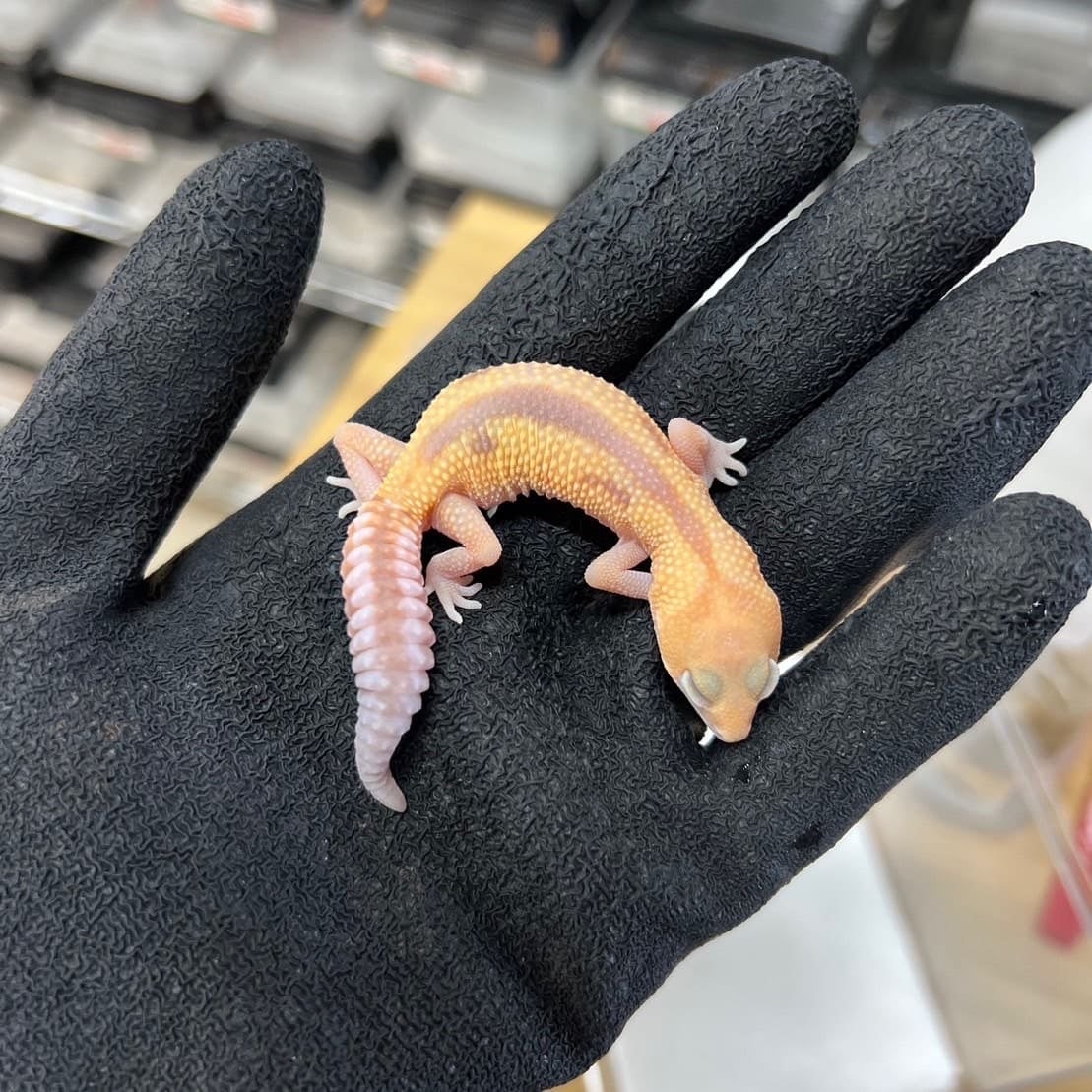 ニシアフリカトカゲモドキ アメルズールー