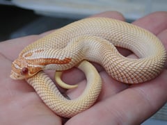 セイブシシバナヘビ アルビノスーパーアナコンダ