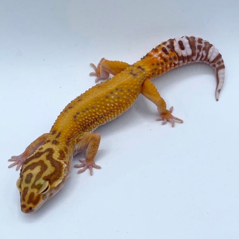 ヒョウモントカゲモドキ ジャングル