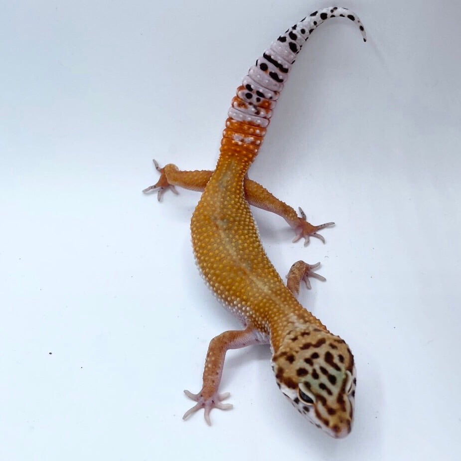 ヒョウモントカゲモドキ タンジェリン