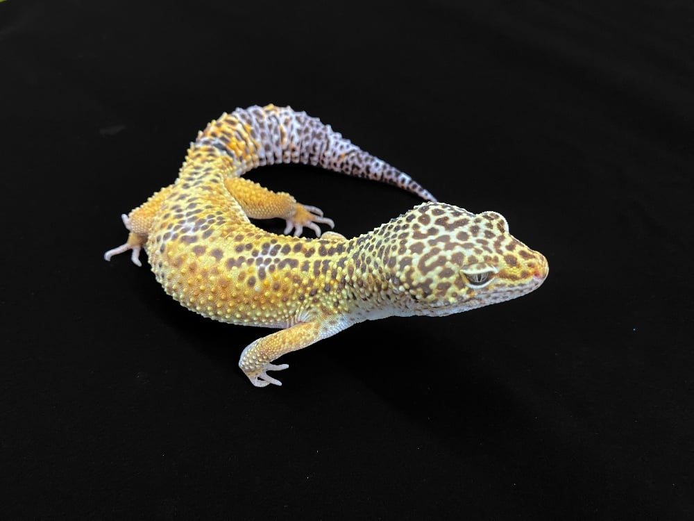 ヒョウモントカゲモドキ タンジェリン