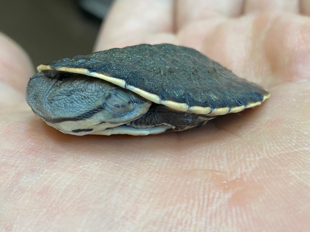 ジェフロアカエルガメ 