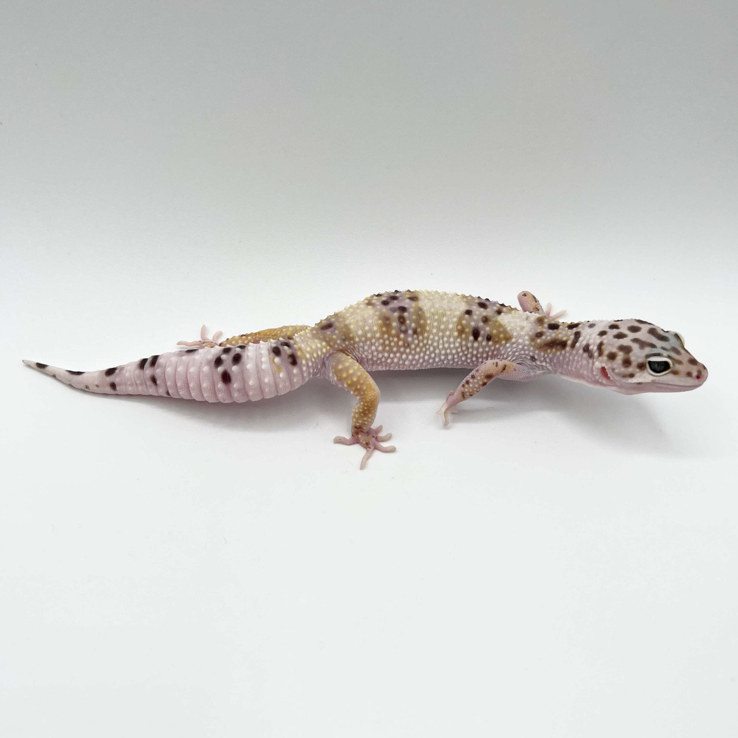 ヒョウモントカゲモドキ スノー