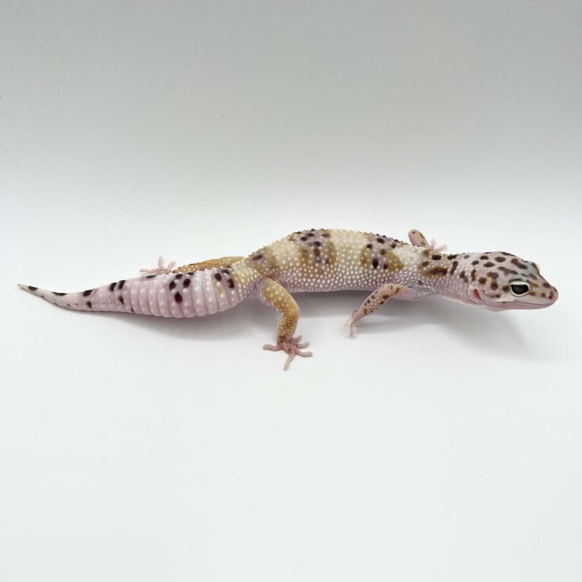 スノー