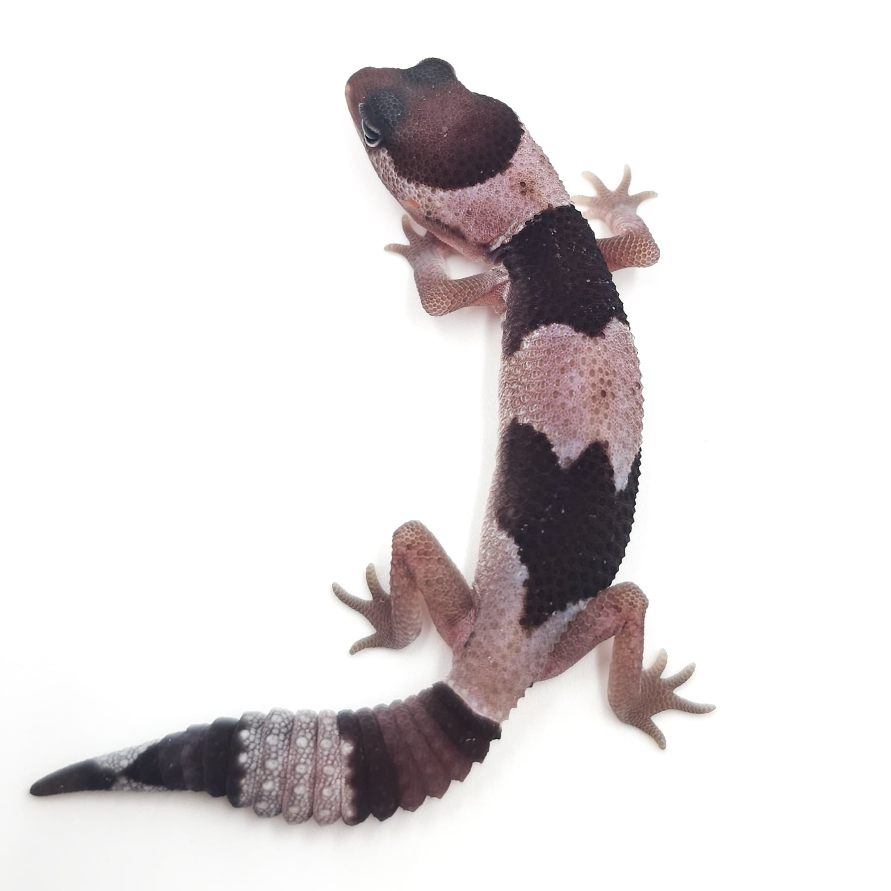 ニシアフリカトカゲモドキ オレオ
