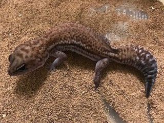 ニシアフリカトカゲモドキ パターンレス