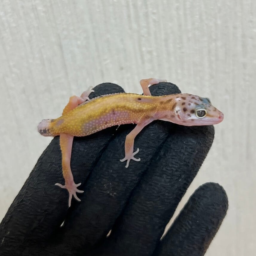 ヒョウモントカゲモドキ ボールドストライプ