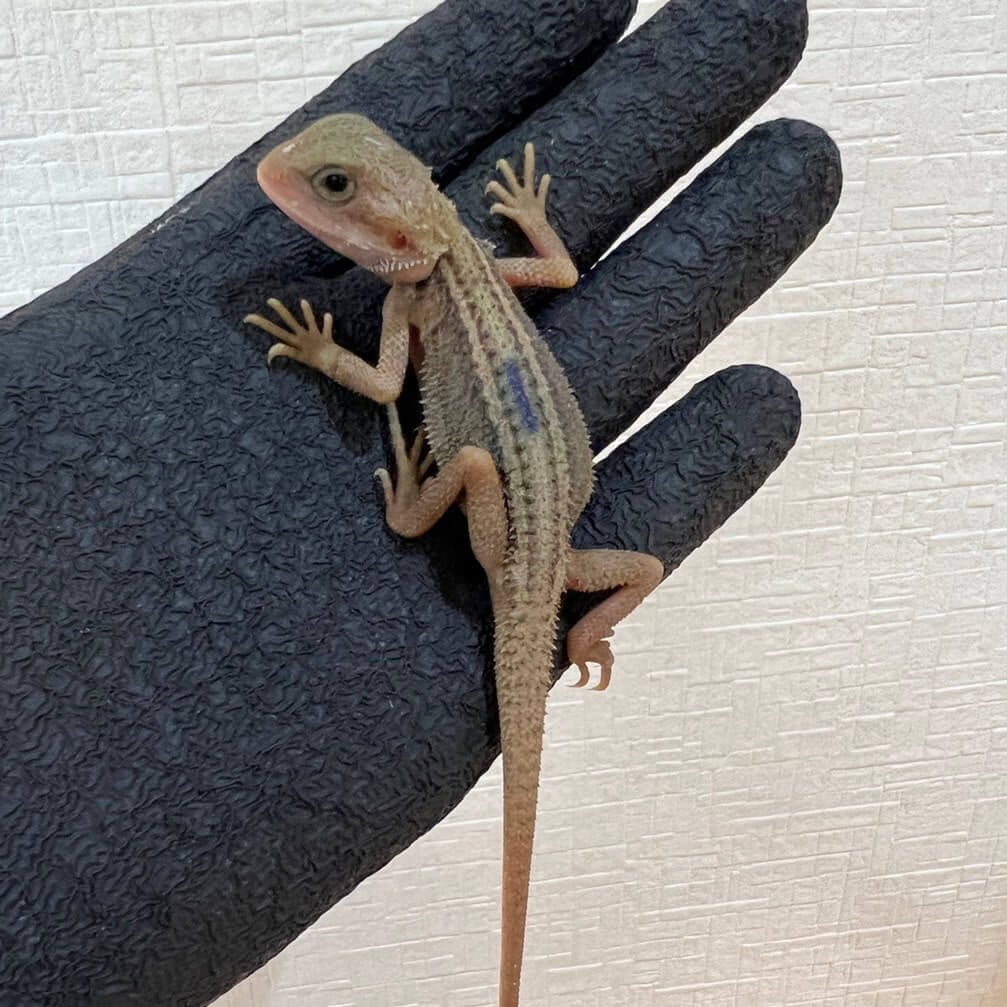フトアゴヒゲトカゲ サンダーボルト