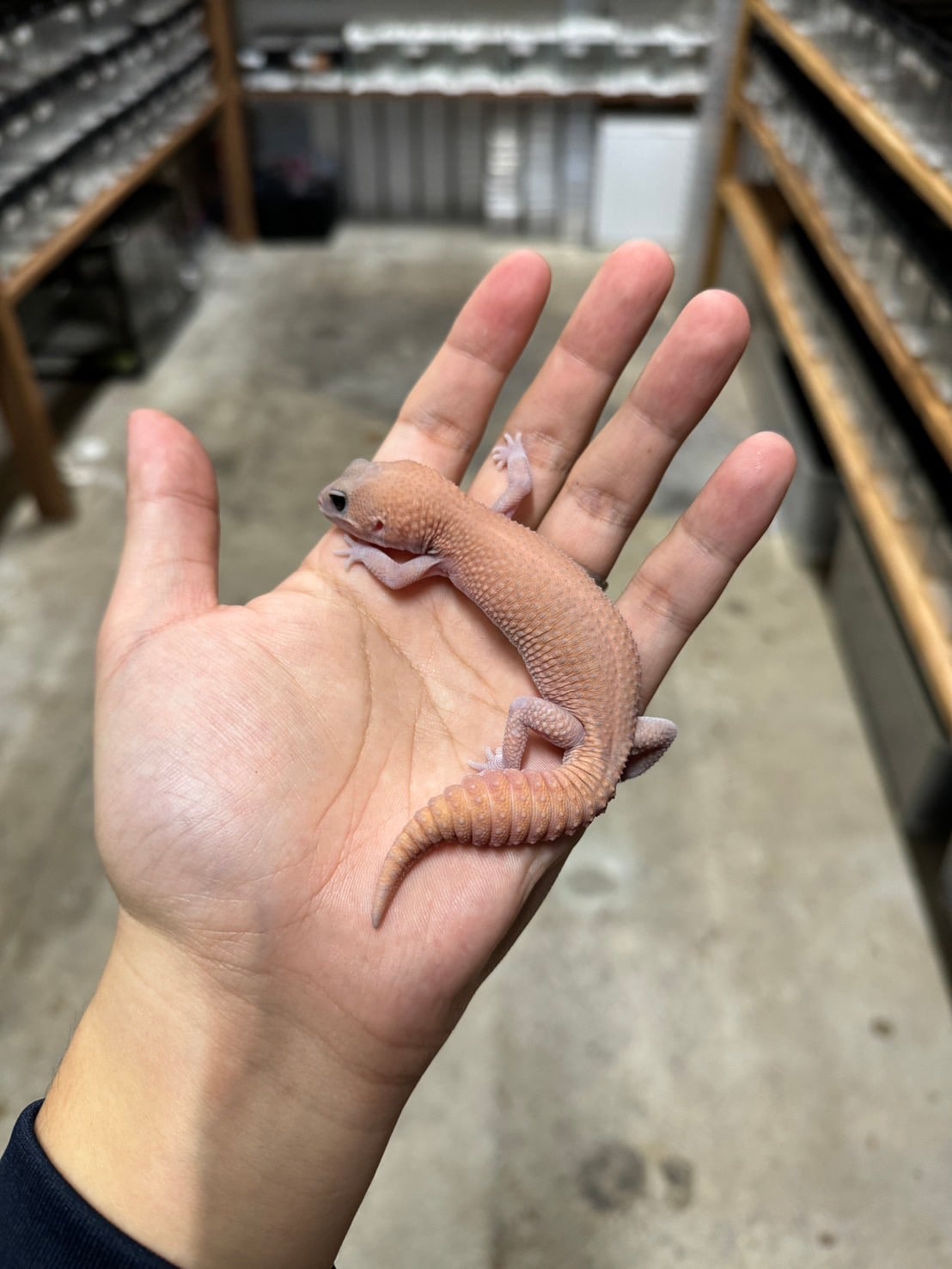 ニシアフリカトカゲモドキ ゴーストパティhetスノー