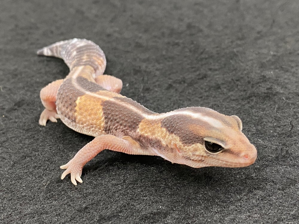 ニシアフリカトカゲモドキ 