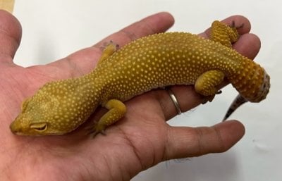 ヒョウモントカゲモドキ ハイポタンジェリンジャングル