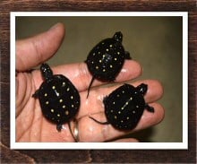 キボシイシガメ 