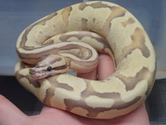 ボールパイソン デザートゴーストバニラクリーム
