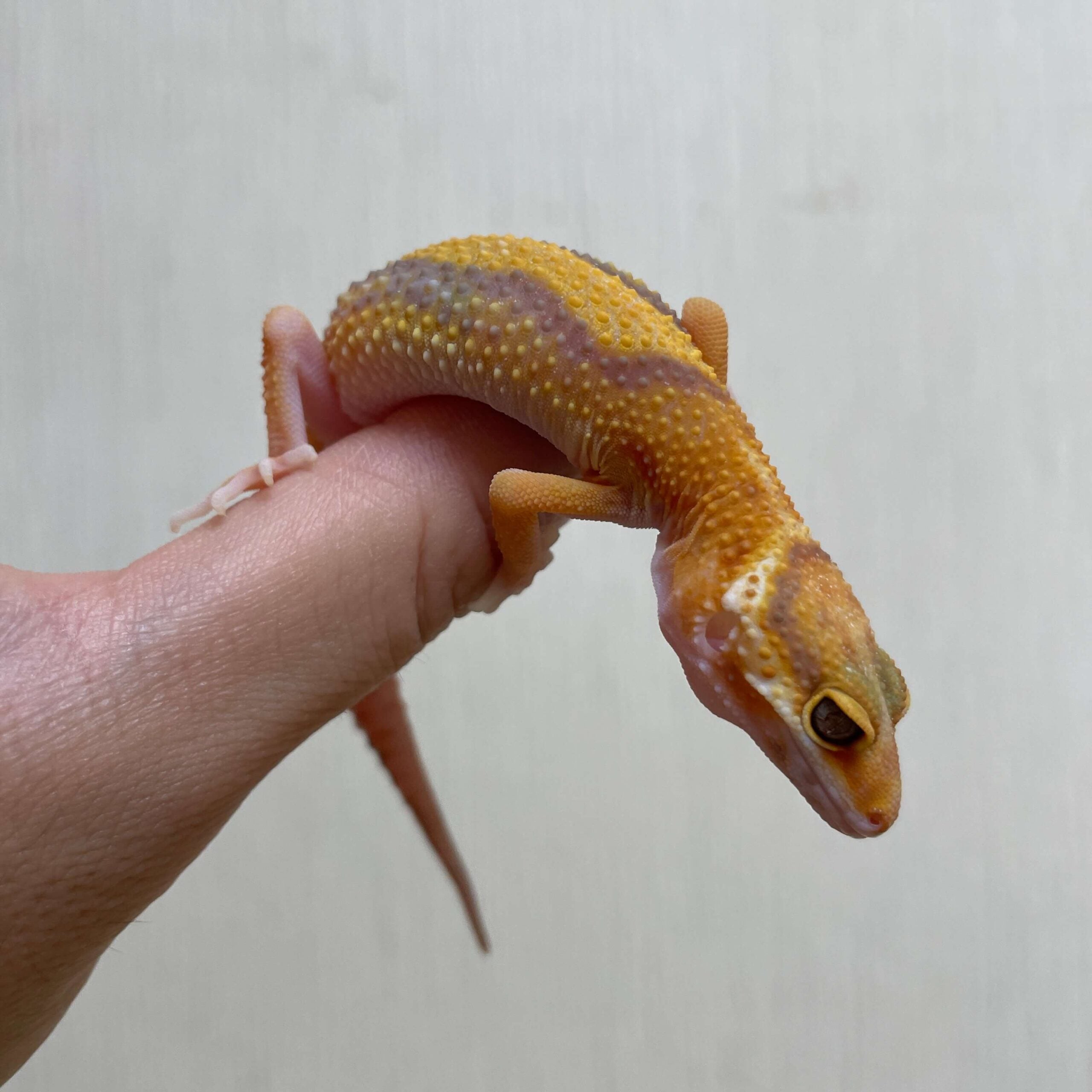 ヒョウモントカゲモドキ ラベンダー
