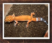 ヒョウモントカゲモドキ エレクトリックタンジェリン