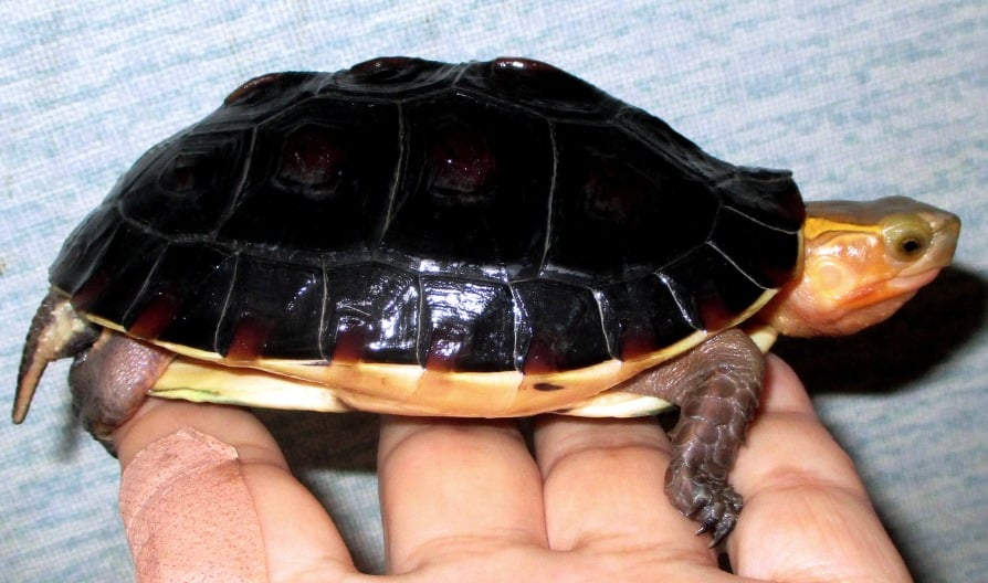 チュウゴクセマルハコガメ 