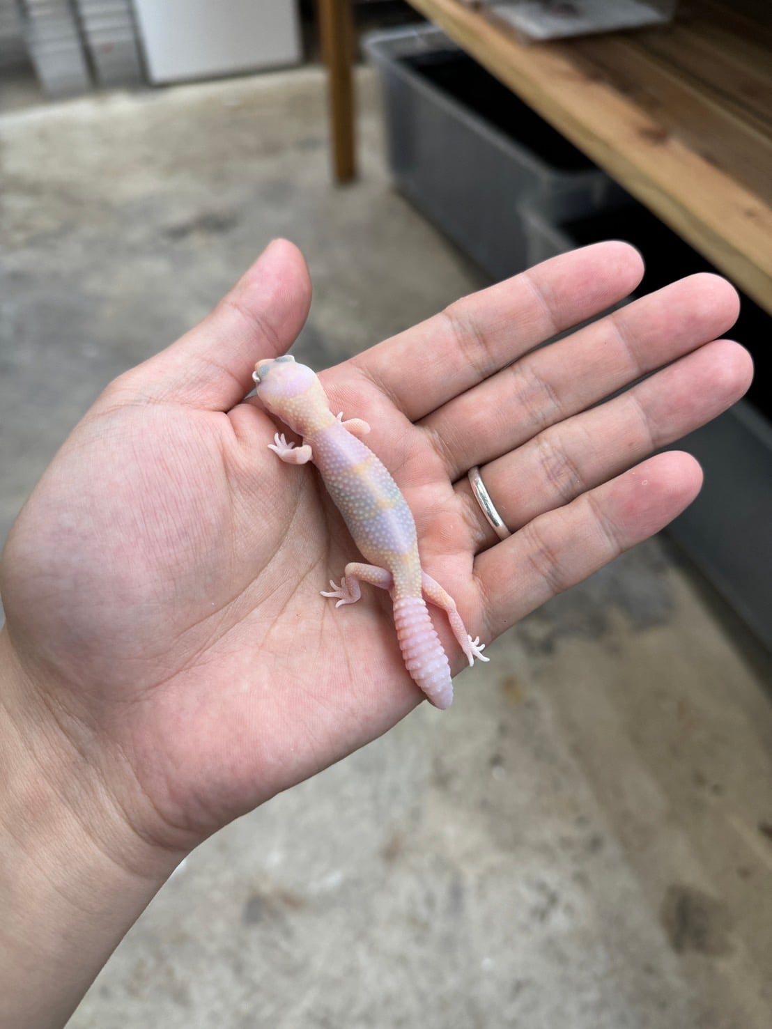 ニシアフリカトカゲモドキ ラキビノhetパティ