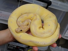 ボールパイソン バナナクラウン