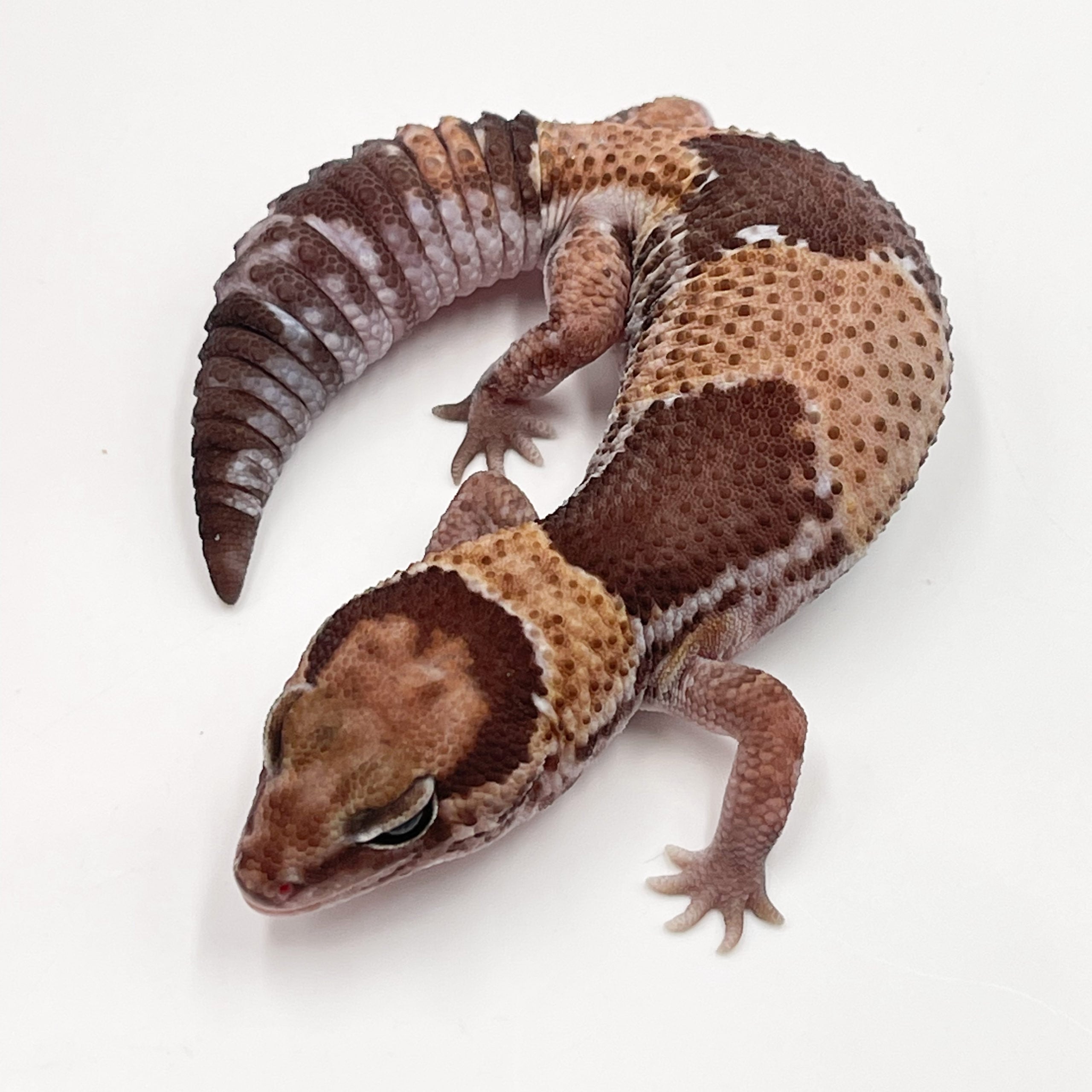 ニシアフリカトカゲモドキ ノーマル