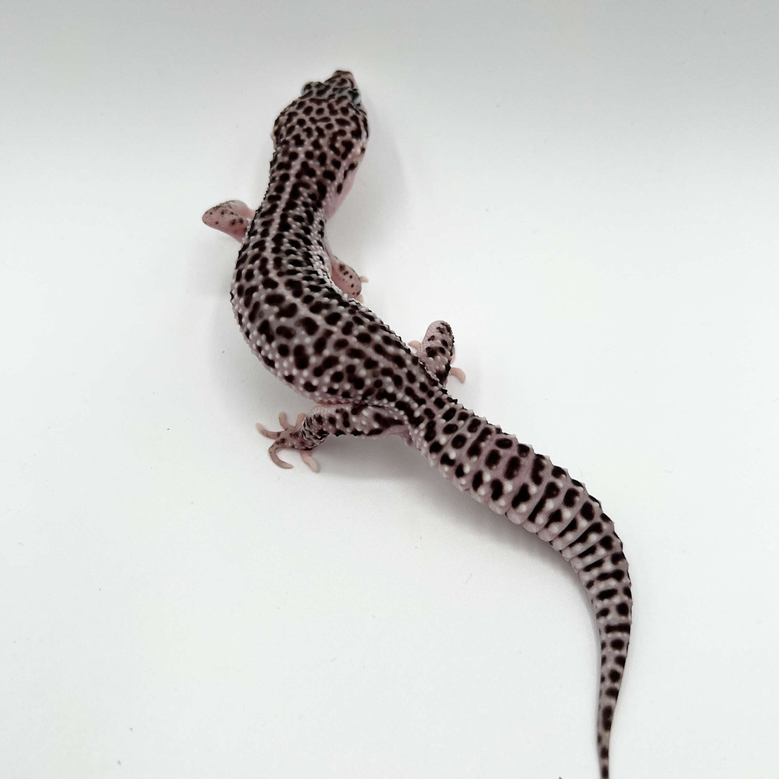 ヒョウモントカゲモドキ トータルエクリプス