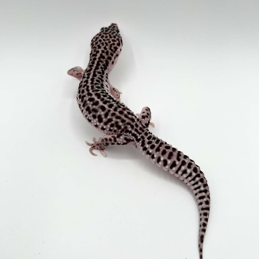 トータルエクリプス