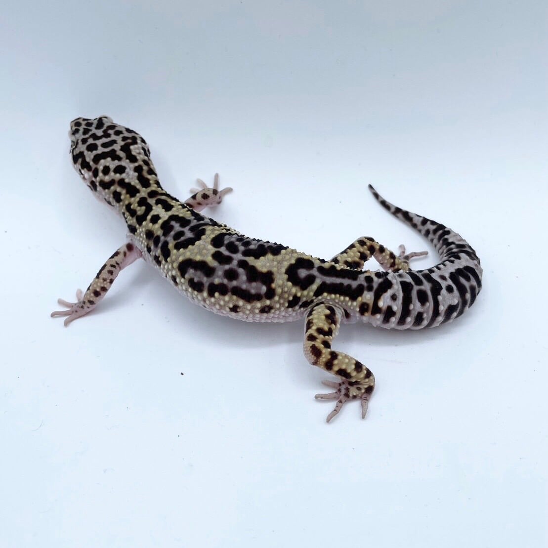 ヒョウモントカゲモドキ ハイイエロー