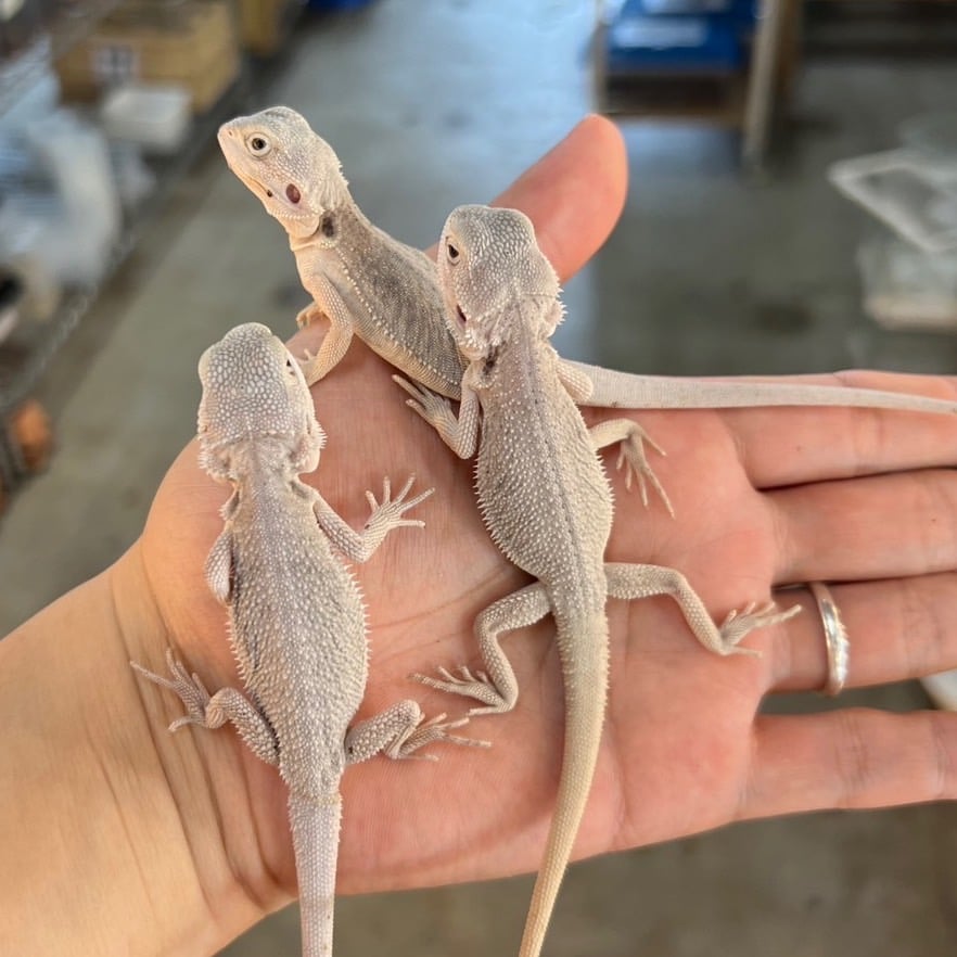 フトアゴヒゲトカゲ ハイポゼロ