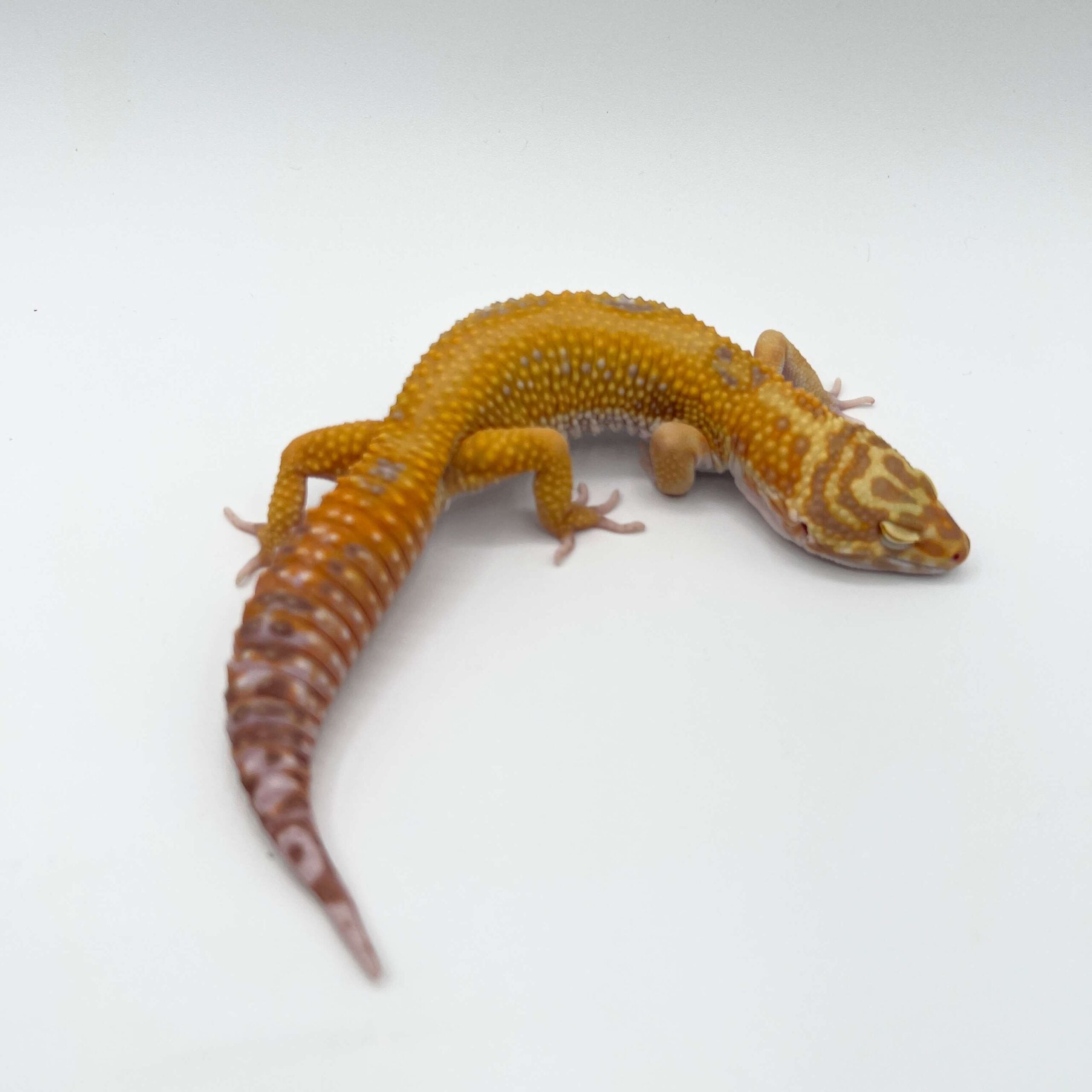 ヒョウモントカゲモドキ タンジェリンレッドストライプ