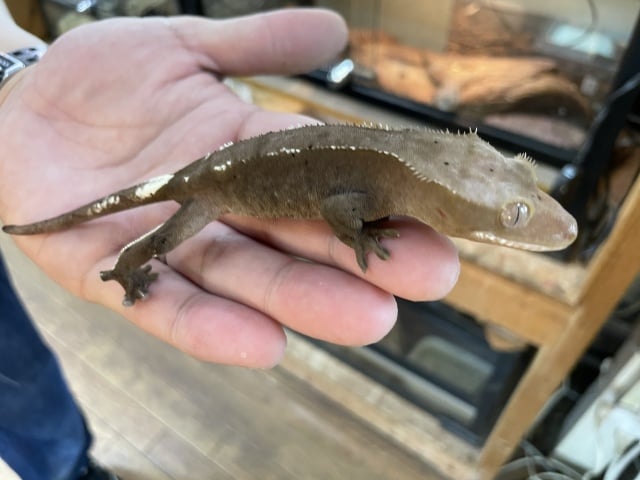 クレステッドゲッコー ブラックアザンティック