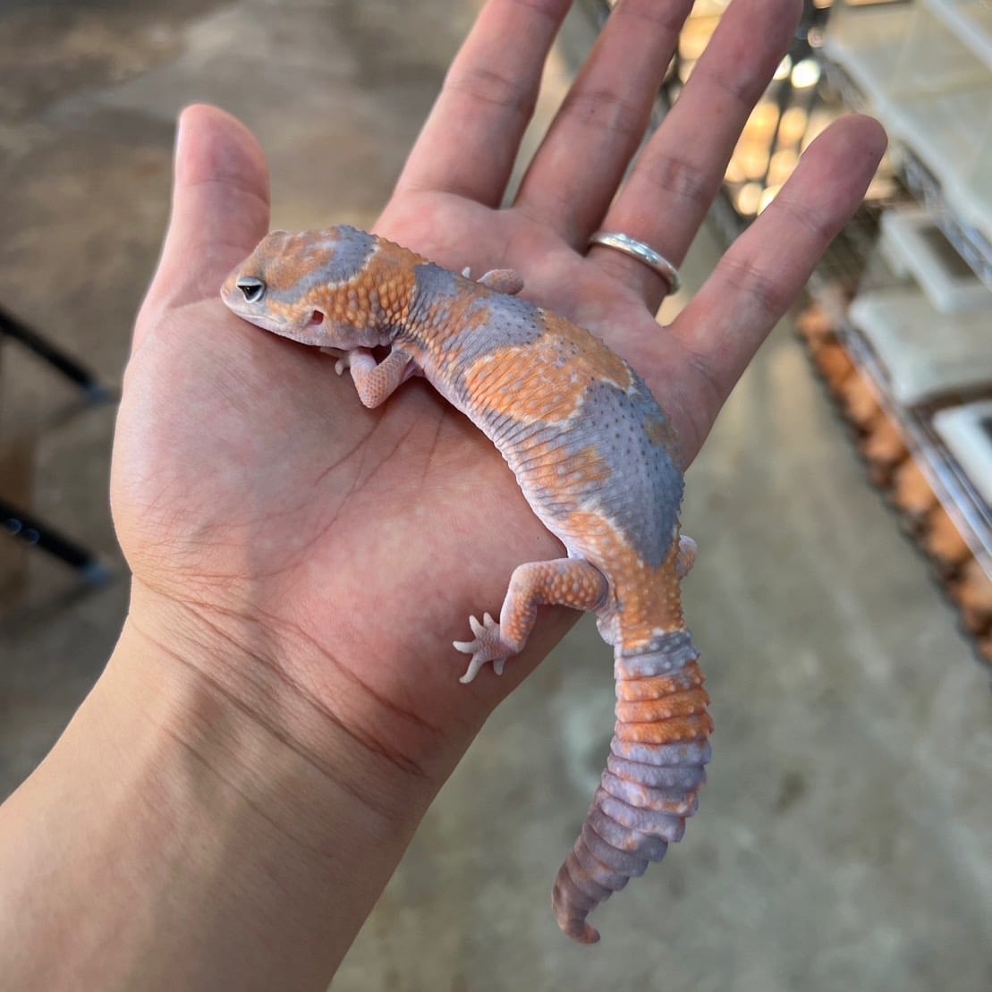 ニシアフリカトカゲモドキ ゴーストhetパターンレス66%オレオ