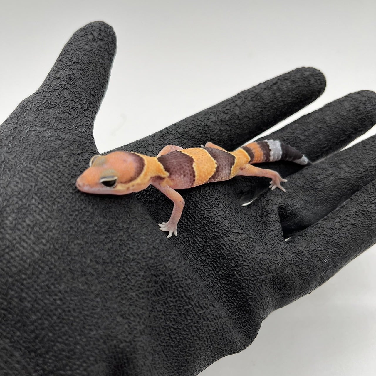 ニシアフリカトカゲモドキ hetアメルズール