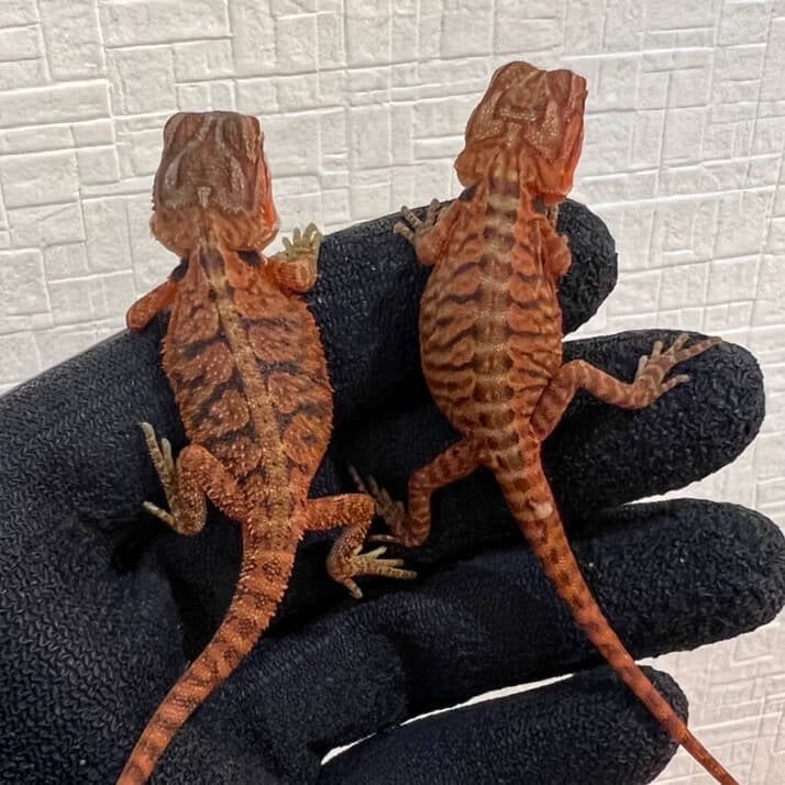 フトアゴヒゲトカゲ ダークレッドクロス