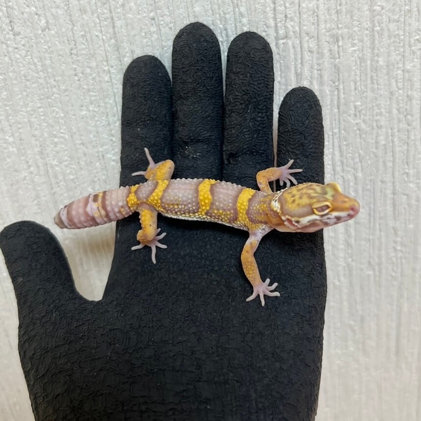 ヒョウモントカゲモドキ アルビノハイコンスト