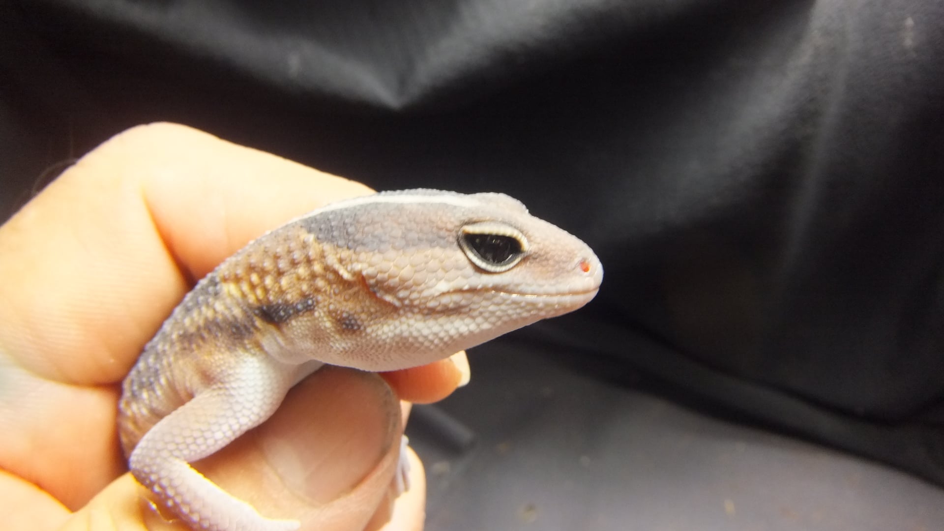 ニシアフリカトカゲモドキ 