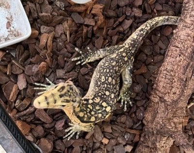 サルバトールモニター 
