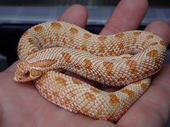 セイブシシバナヘビ アルビノアナコンダ