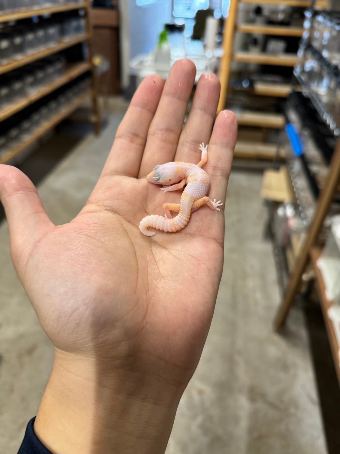 ニシアフリカトカゲモドキ ラキビノhetズールー
