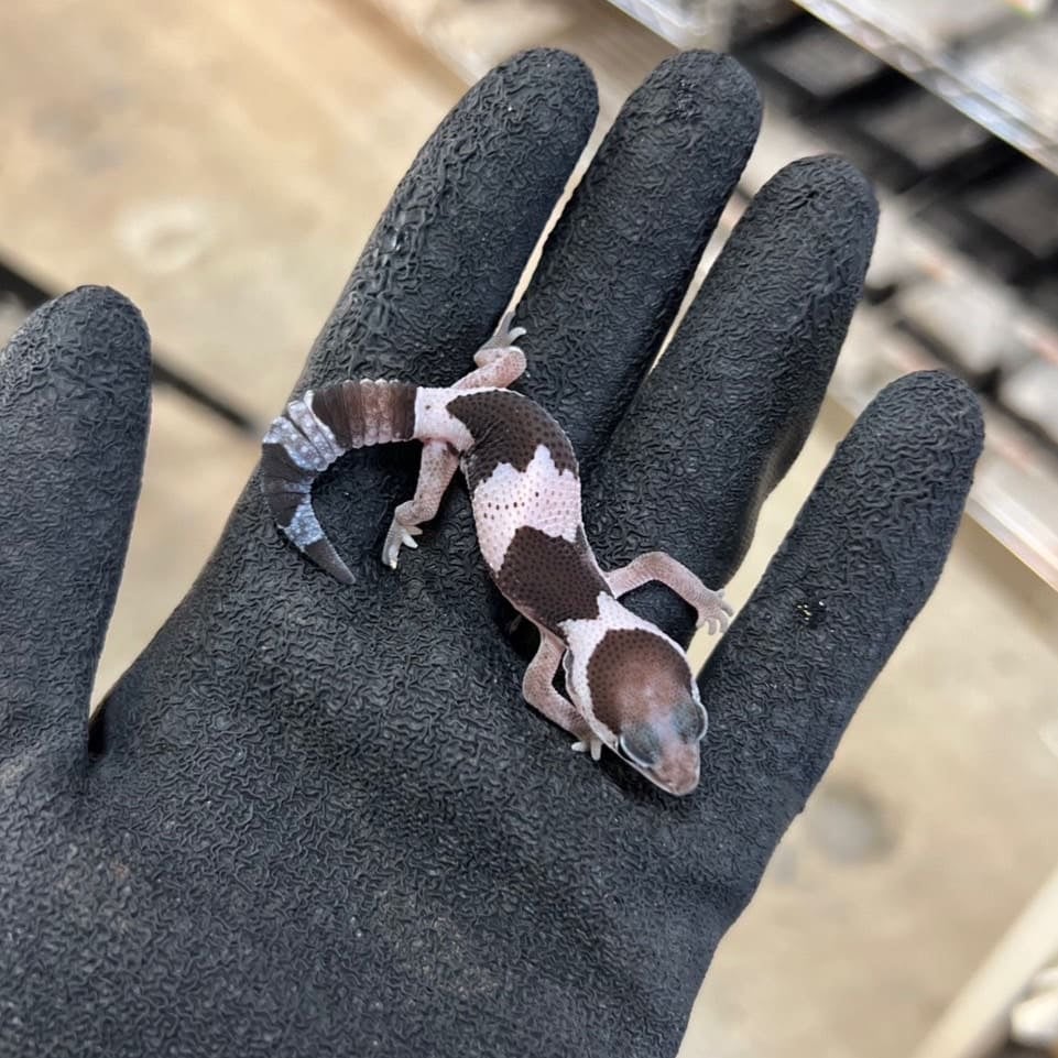 ニシアフリカトカゲモドキ オレオ