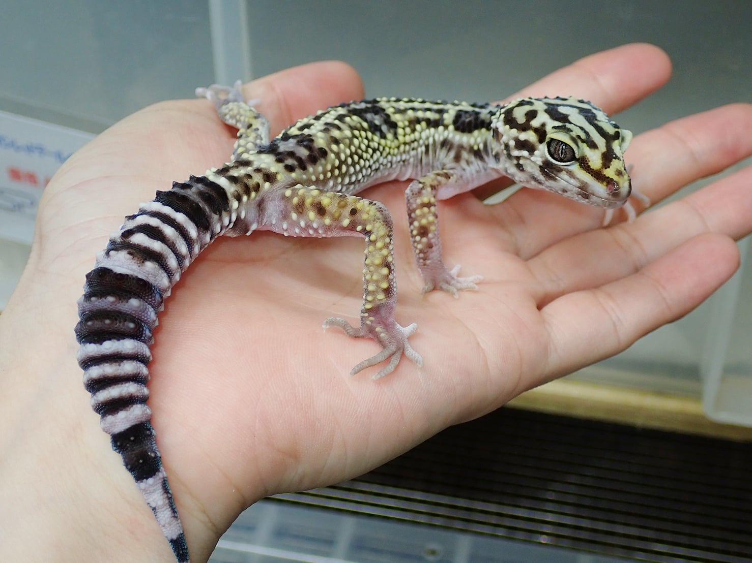 オバケトカゲモドキ ケルマンシャー