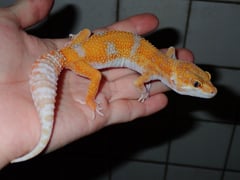 ヒョウモントカゲモドキ スーパータンジェロ