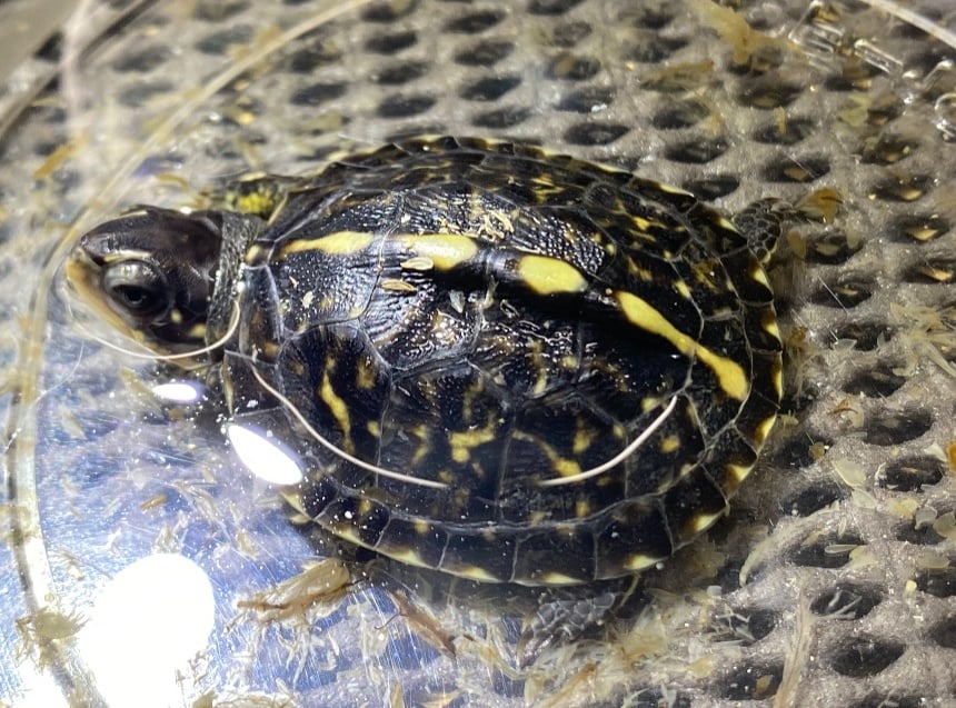 フロリダハコガメ 