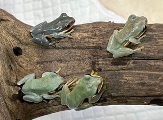 アオガエル 