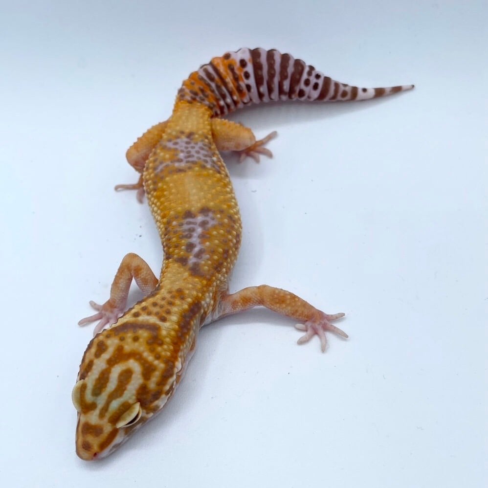 ヒョウモントカゲモドキ タンジェロ
