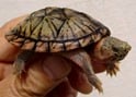 アラバマニオイガメ 